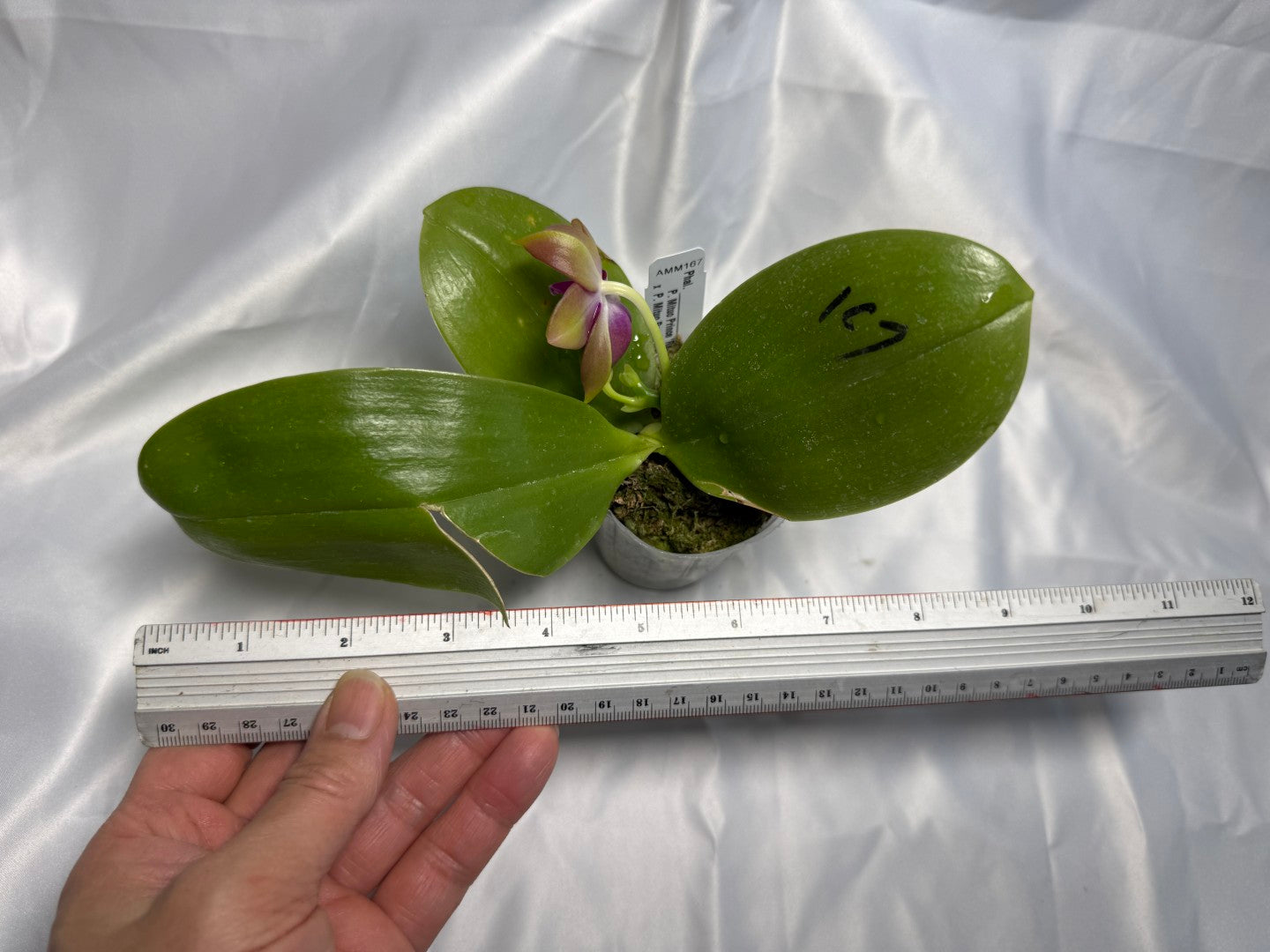 Phalaenopsis Mituo Prince x Mituo Purple Star 260308 Flowering