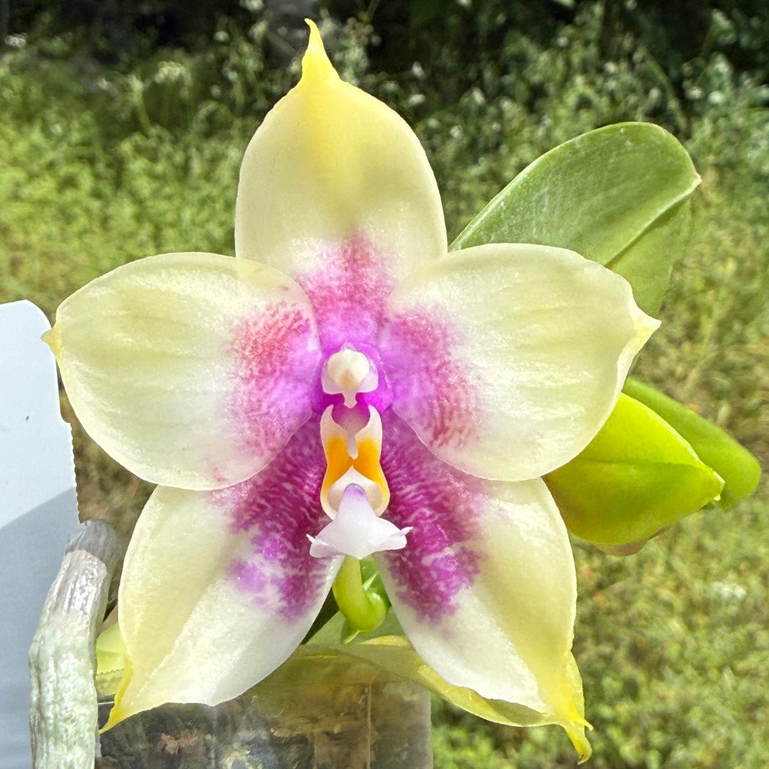 Phalaenopsis Mituo Prince x Mituo Purple Star 260423 Flowering Seed Grown
