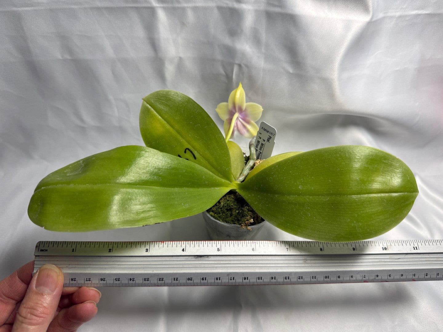 Phalaenopsis Mituo Prince x Mituo Purple Star 260423 Flowering Seed Grown