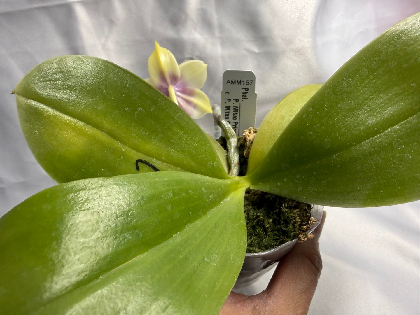 Phalaenopsis Mituo Prince x Mituo Purple Star 260423 Flowering Seed Grown