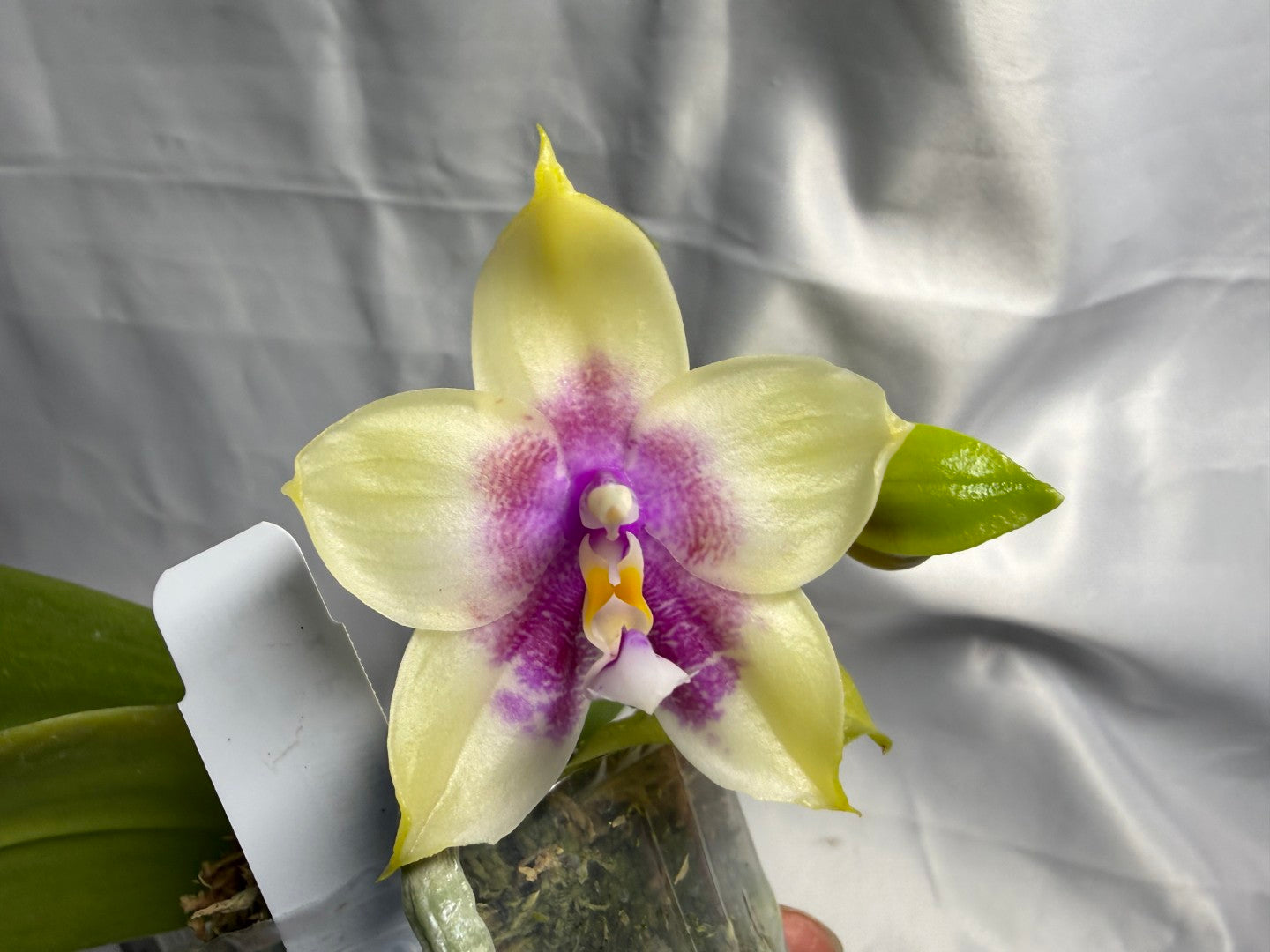 Phalaenopsis Mituo Prince x Mituo Purple Star 260423 Flowering Seed Grown