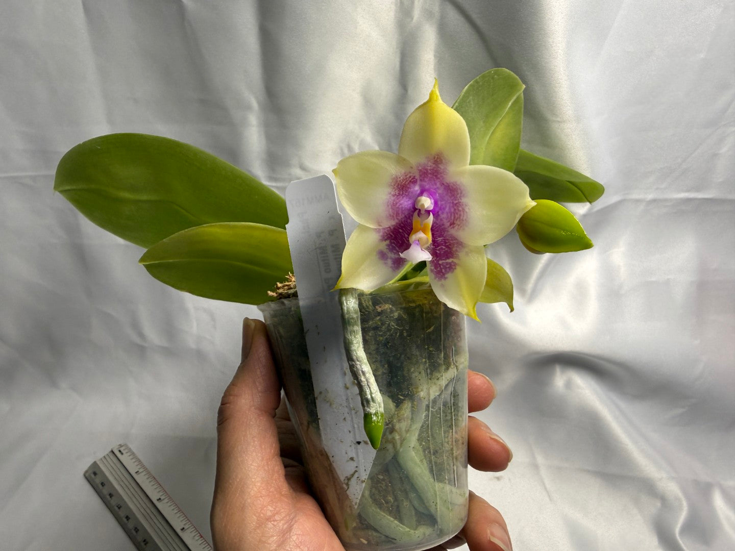 Phalaenopsis Mituo Prince x Mituo Purple Star 260423 Flowering Seed Grown