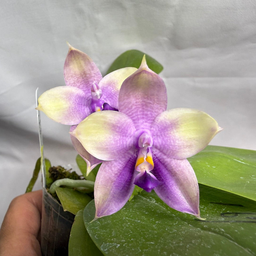 AMM167 Phalaenopsis Mituo Rainbow Mouse 260608 Seed Grown Flowering 2 spikes