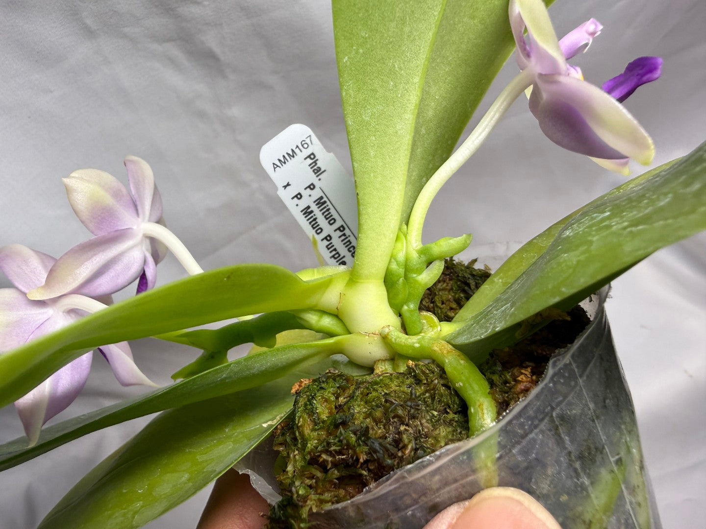 AMM167 Phalaenopsis Mituo Rainbow Mouse 260608 Seed Grown Flowering 2 spikes