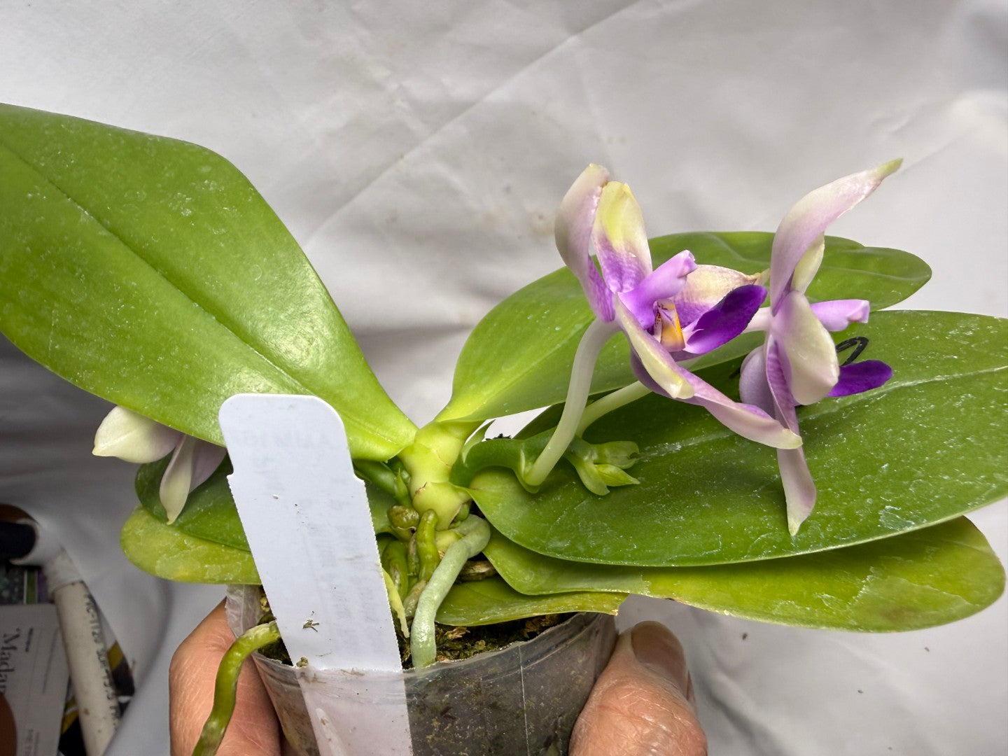 AMM167 Phalaenopsis Mituo Rainbow Mouse 260608 Seed Grown Flowering 2 spikes
