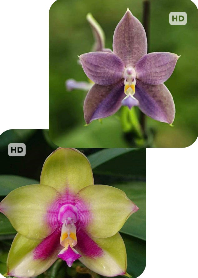 Phalaenopsis Mituo Prince 'Rainbow' x Mituo Purple Star