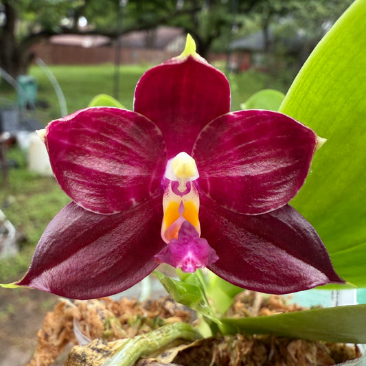 Phalaenopsis (Mituo Purple Dragon x Mituo Red Tiger) 2506-2 Flowering