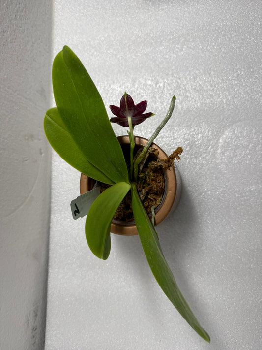 Phalaenopsis (Mituo Purple Dragon x Mituo Red Tiger) 2506-2 Flowering