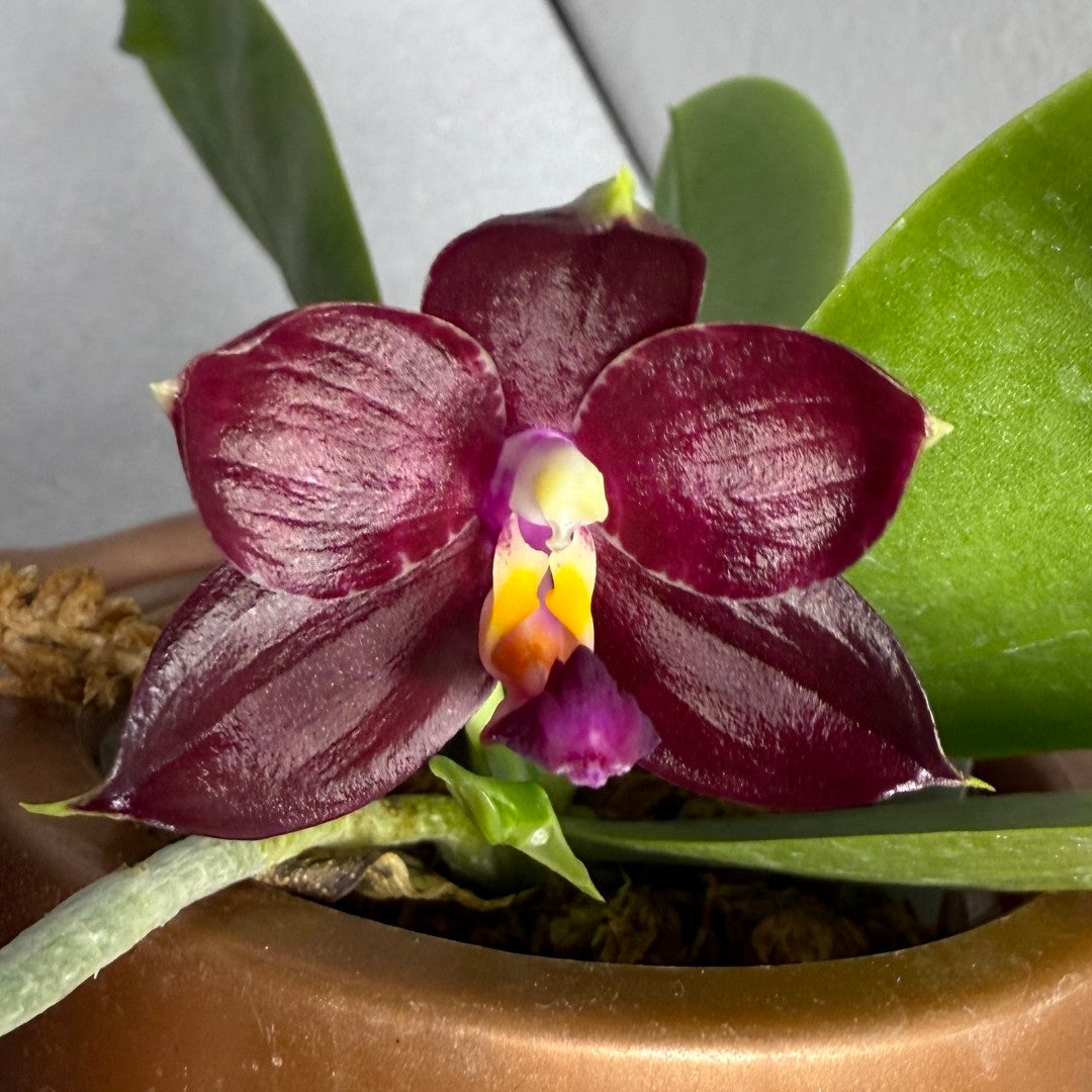 Phalaenopsis (Mituo Purple Dragon x Mituo Red Tiger) 2506-2 Flowering