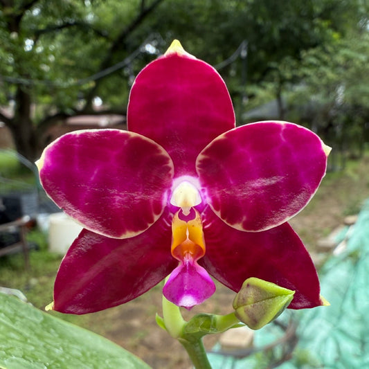 Phalaenopsis (Mituo Purple Dragon x Mituo Red Tiger) 2506-3 Flowering