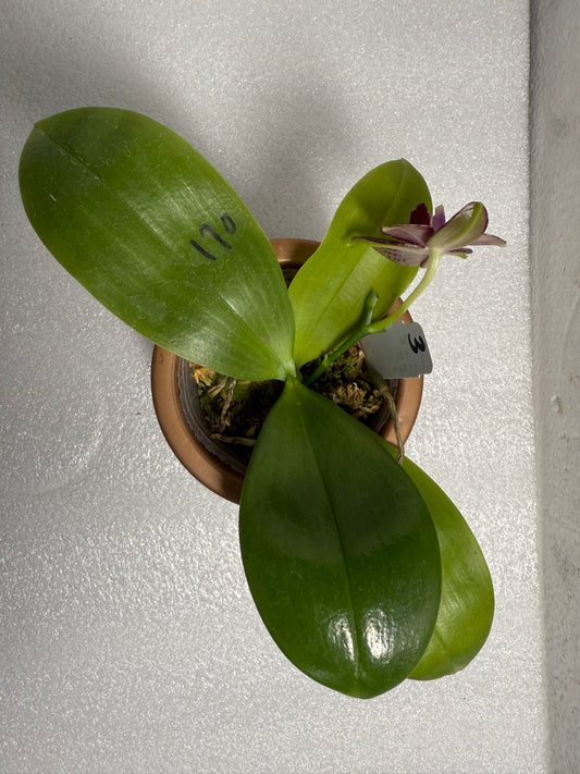 Phalaenopsis (Mituo Purple Dragon x Mituo Red Tiger) 2506-3 Flowering