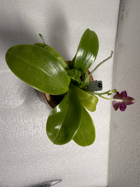 Phalaenopsis (Mituo Purple Dragon x Mituo Red Tiger) 2506-4 Flowering
