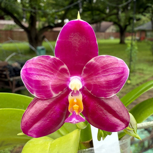 Phalaenopsis (Mituo Purple Dragon x Mituo Red Tiger) 2506-4 Flowering