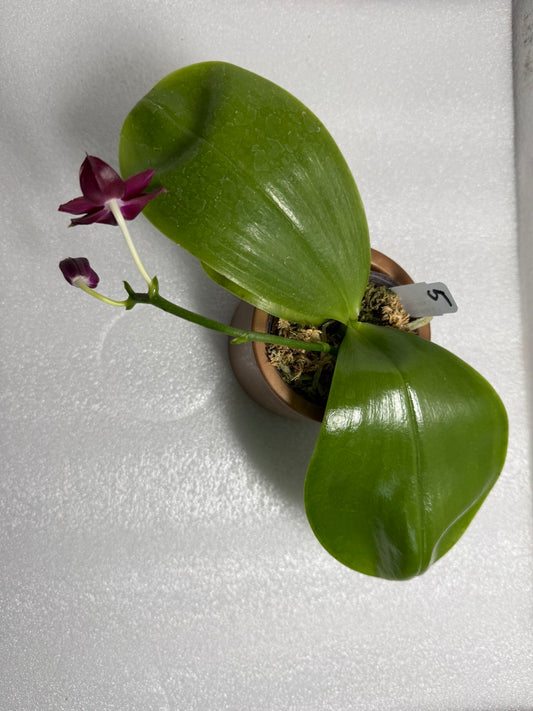 Phalaenopsis (Mituo Purple Dragon x Mituo Red Tiger) 2506-5 Flowering