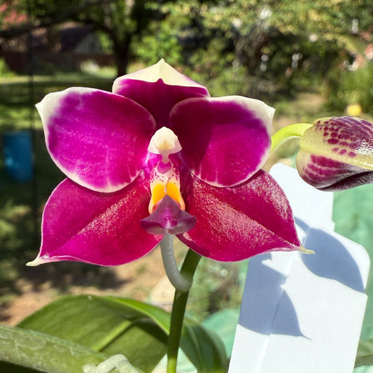 Phalaenopsis Mituo Tel Aviv - 250709-B Flowering