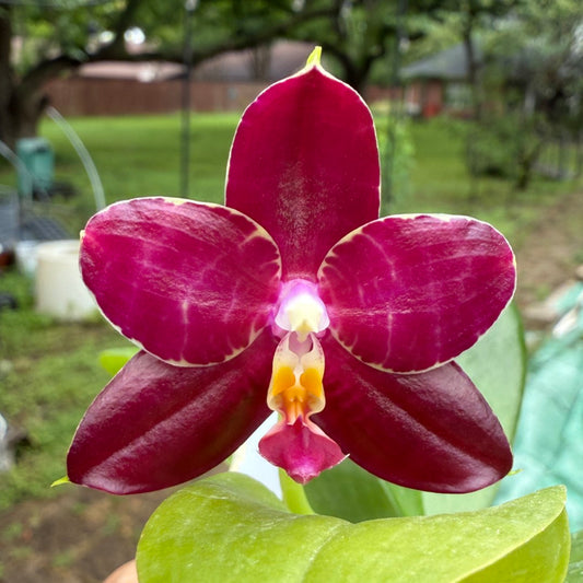 Phalaenopsis (Mituo Purple Dragon x Mituo Red Tiger) 2506-1 Flowering