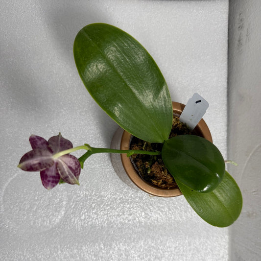 Phalaenopsis (Mituo Purple Dragon x Mituo Red Tiger) 2506-1 Flowering