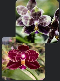 Phalaenopsis (Mituo Purple Dragon x Mituo Red Tiger) - seed grown