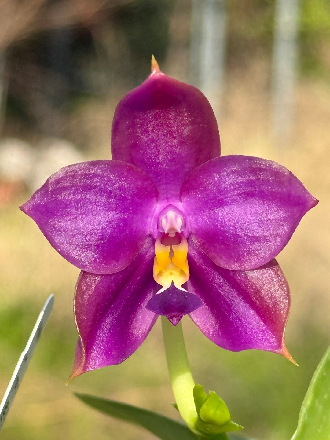 Phalaenopsis Mituo Blue Bear x Mituo Purple Star 260301 Flowering
