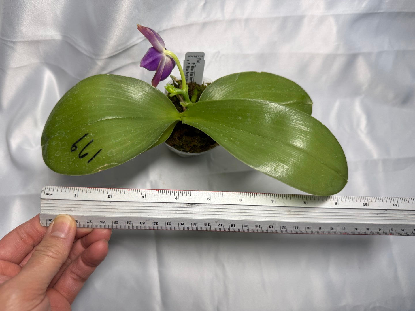 Phalaenopsis Mituo Blue Bear x Mituo Purple Star 260301 Flowering