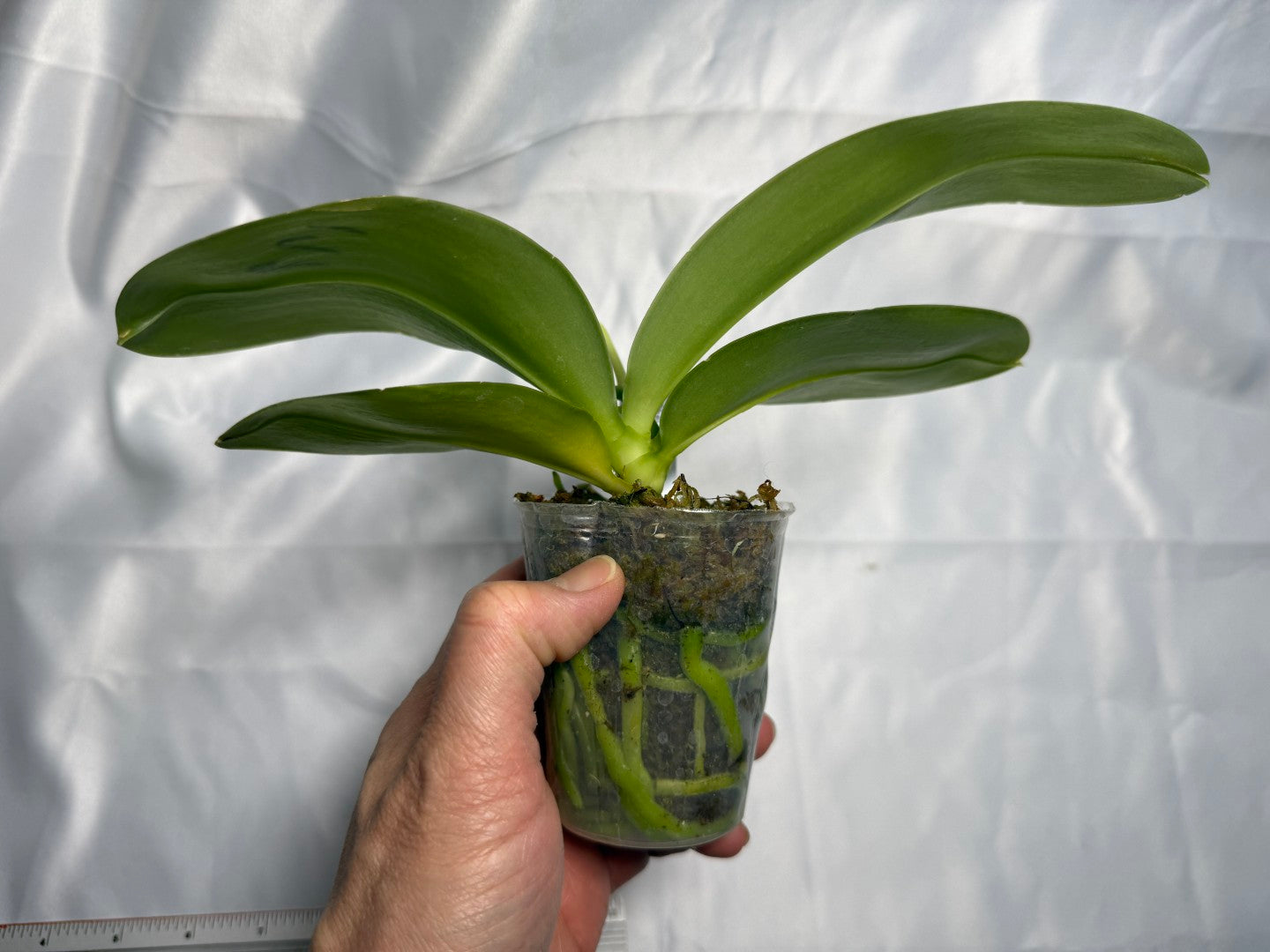 Phalaenopsis Mituo Blue Bear x Mituo Purple Star 260301 Flowering