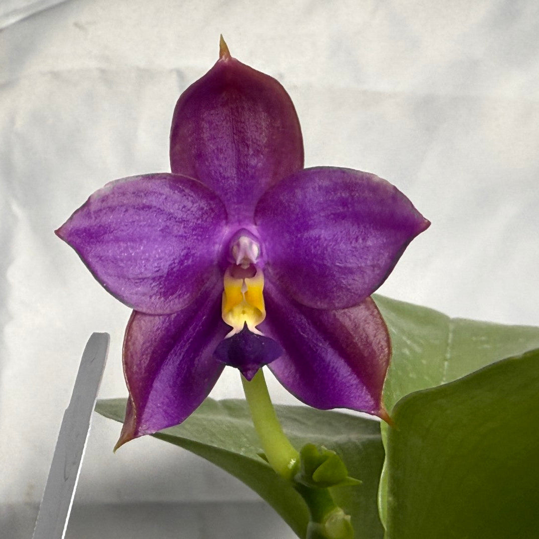 Phalaenopsis Mituo Blue Bear x Mituo Purple Star 260301 Flowering