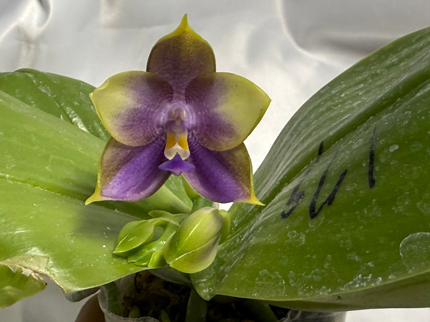 Phalaenopsis Mituo Blue Bear x Mituo Purple Star 260311 Flowering