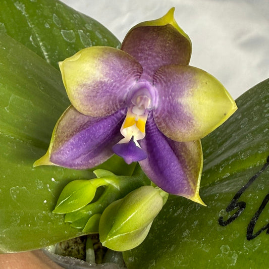 Phalaenopsis Mituo Blue Bear x Mituo Purple Star 260311 Flowering