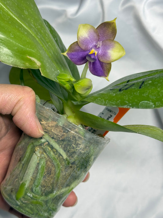 Phalaenopsis Mituo Blue Bear x Mituo Purple Star 260311 Flowering