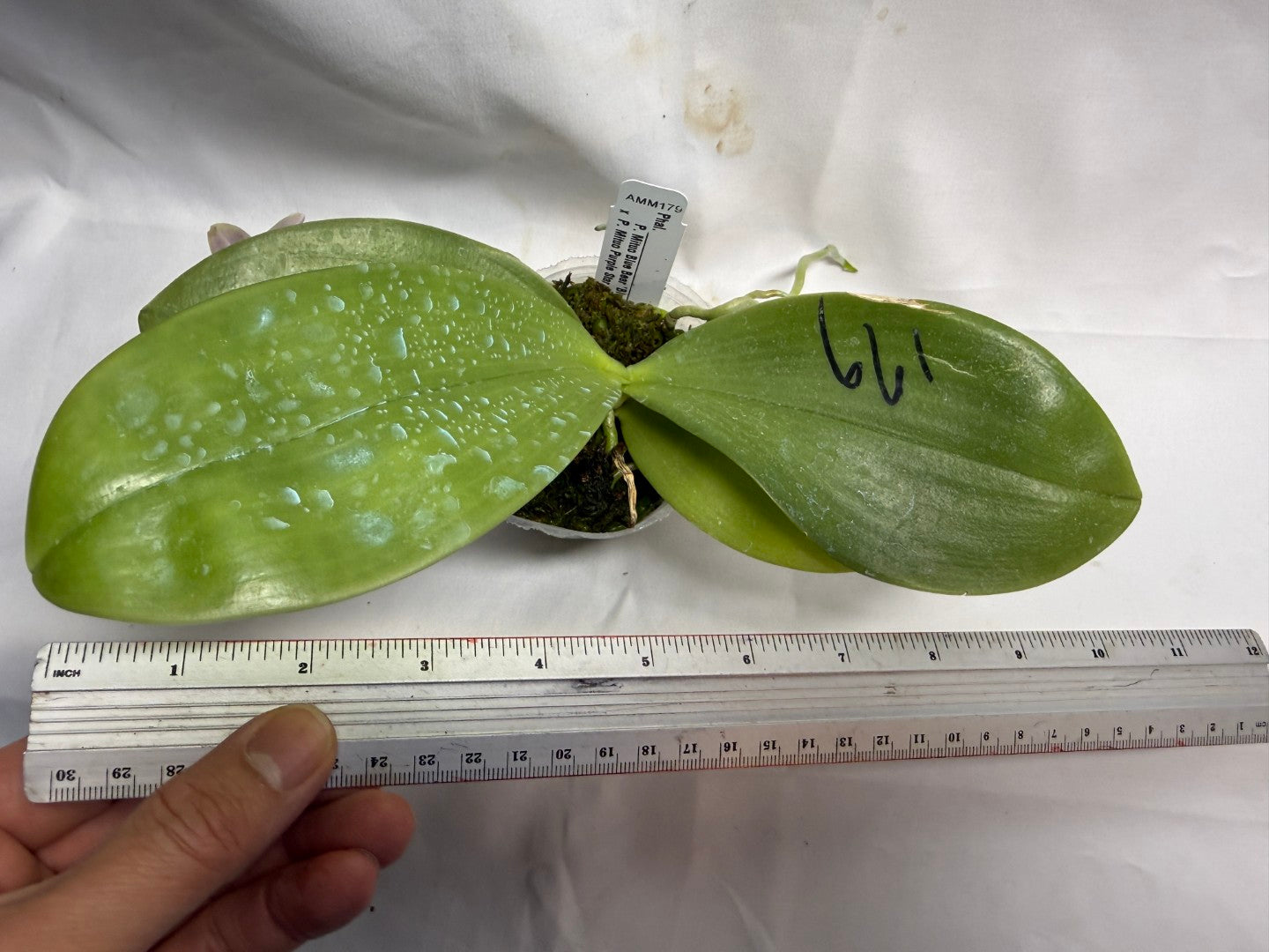 AMM179 Phalaenopsis Mituo Blue Bear x Mituo Purple Star 260608 Flowering Seed Grown