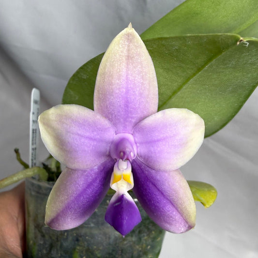 AMM179 Phalaenopsis Mituo Blue Bear x Mituo Purple Star 260608 Flowering Seed Grown