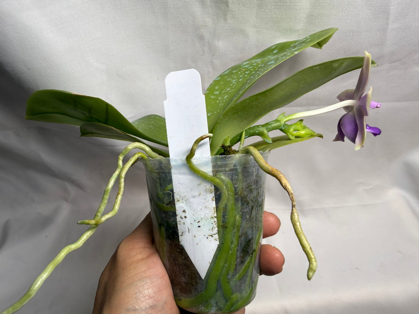 AMM179 Phalaenopsis Mituo Blue Bear x Mituo Purple Star 260608 Flowering Seed Grown