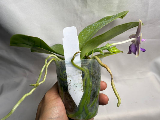 AMM179 Phalaenopsis Mituo Blue Bear x Mituo Purple Star 260608 Flowering Seed Grown