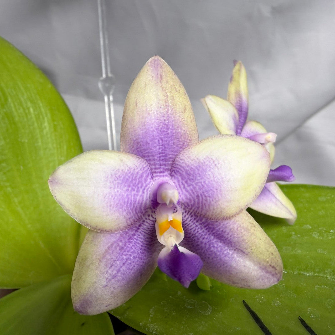 AMM179 Phalaenopsis Mituo Blue Bear x Mituo Purple Star 260614 Flowering Seed Grown 2 spikes