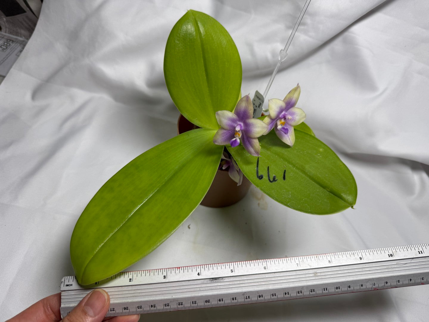 AMM179 Phalaenopsis Mituo Blue Bear x Mituo Purple Star 260614 Flowering Seed Grown 2 spikes