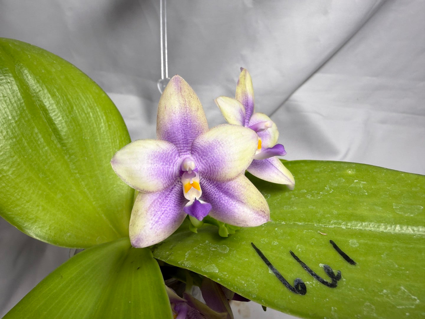 AMM179 Phalaenopsis Mituo Blue Bear x Mituo Purple Star 260614 Flowering Seed Grown 2 spikes