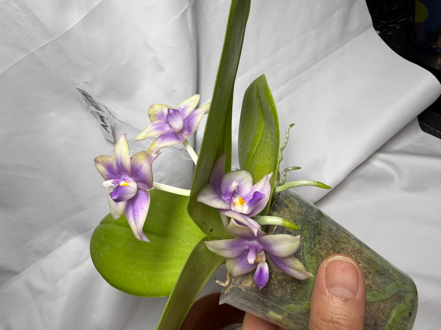 AMM179 Phalaenopsis Mituo Blue Bear x Mituo Purple Star 260614 Flowering Seed Grown 2 spikes