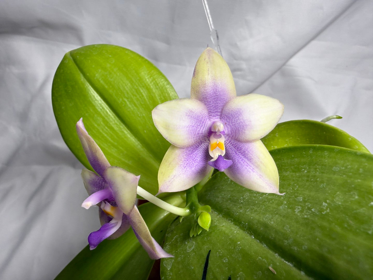 AMM179 Phalaenopsis Mituo Blue Bear x Mituo Purple Star 260614 Flowering Seed Grown 2 spikes