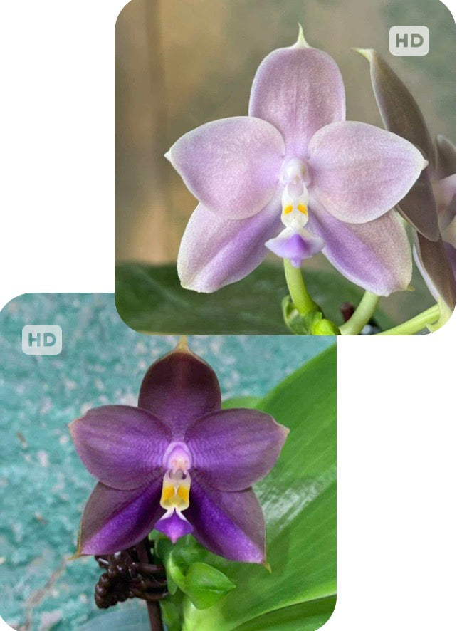 Phalaenopsis Mituo Blue Bear 'Blue Bear' x Mituo Purple Star