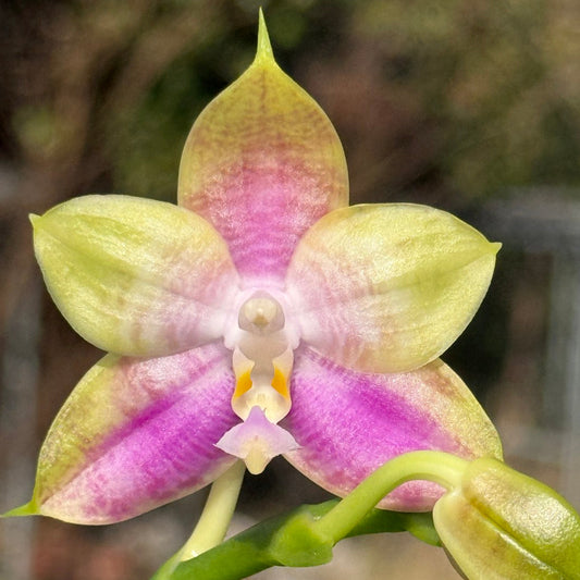 Phalaenopsis Mituo Reflex Dragon x Mituo Purple Star 260301-B Flowering