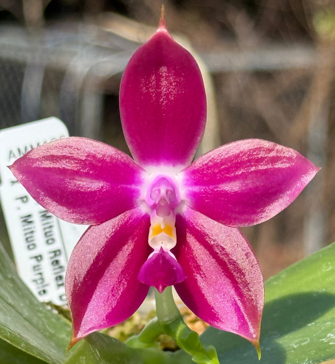 Phalaenopsis Mituo Reflex Dragon 'Lilac' x Mituo Purple Star