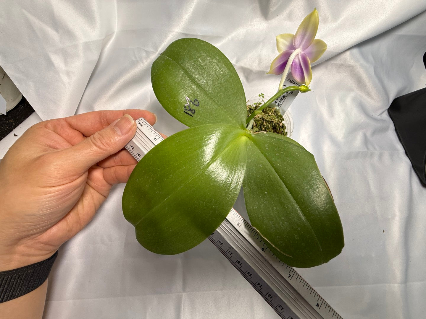 Phalaenopsis Mituo Reflex Dragon x Mituo Purple Star 260311 Flowering