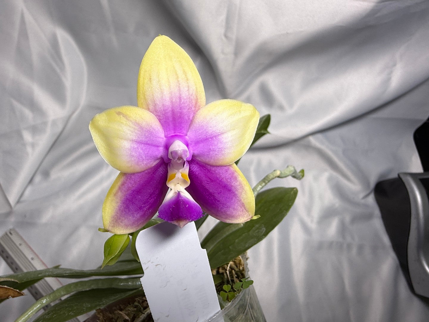 Phalaenopsis Mituo Reflex Dragon x Mituo Purple Star 260311 Flowering