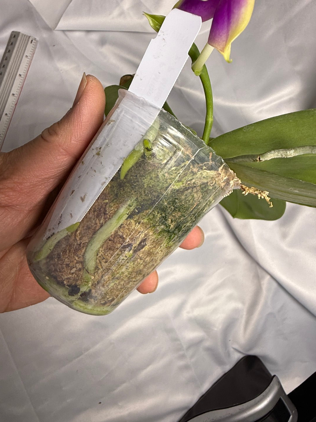 Phalaenopsis Mituo Reflex Dragon x Mituo Purple Star 260311 Flowering