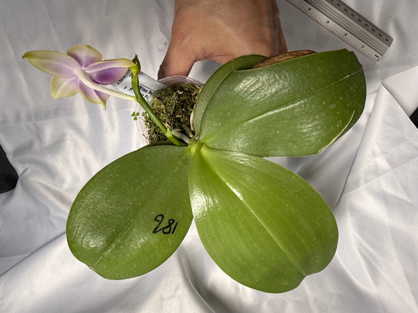 Phalaenopsis Mituo Reflex Dragon x Mituo Purple Star 260311 Flowering