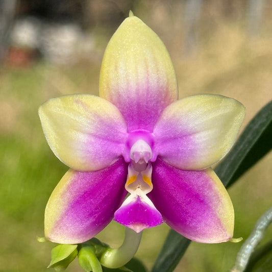 Phalaenopsis Mituo Reflex Dragon x Mituo Purple Star 260311 Flowering