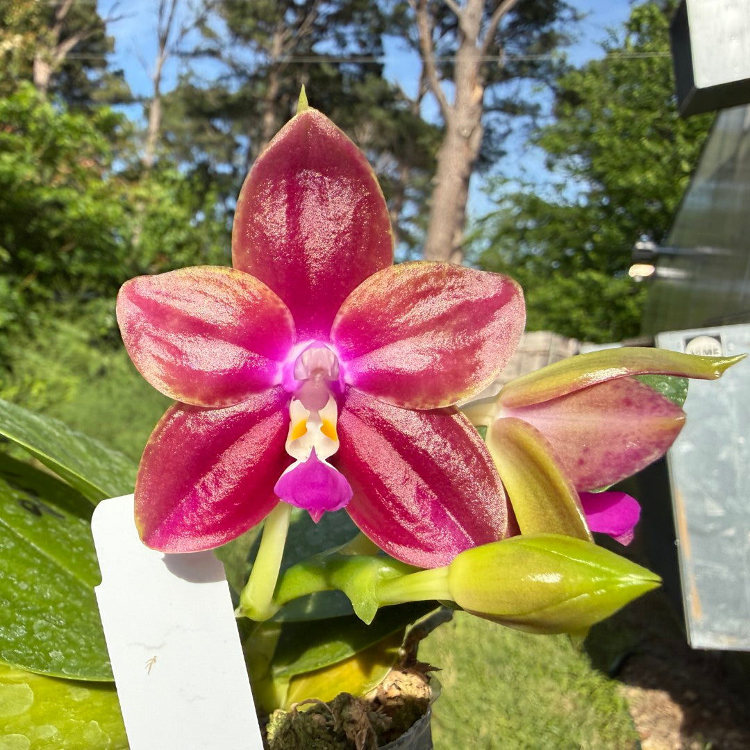 Phalaenopsis Mituo Reflex Dragon x Mituo Purple Star 260419 Flowering