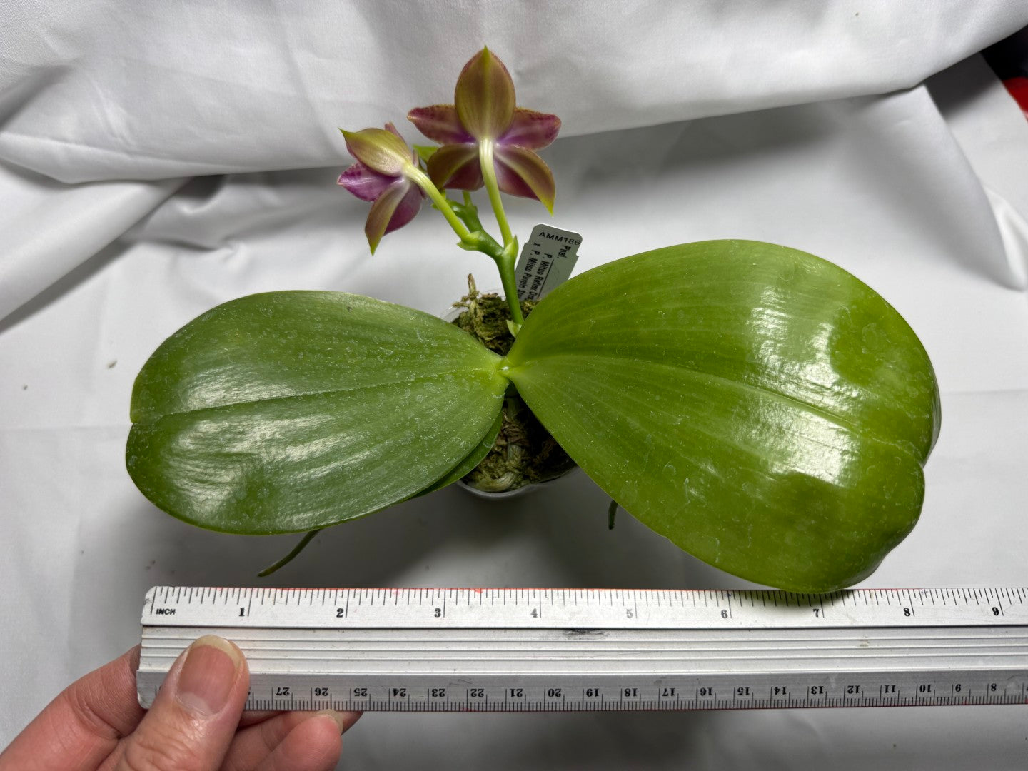 Phalaenopsis Mituo Reflex Dragon x Mituo Purple Star 260419 Flowering