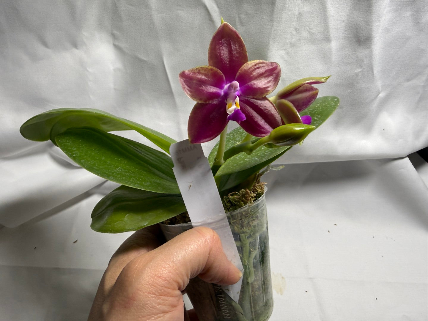 Phalaenopsis Mituo Reflex Dragon x Mituo Purple Star 260419 Flowering