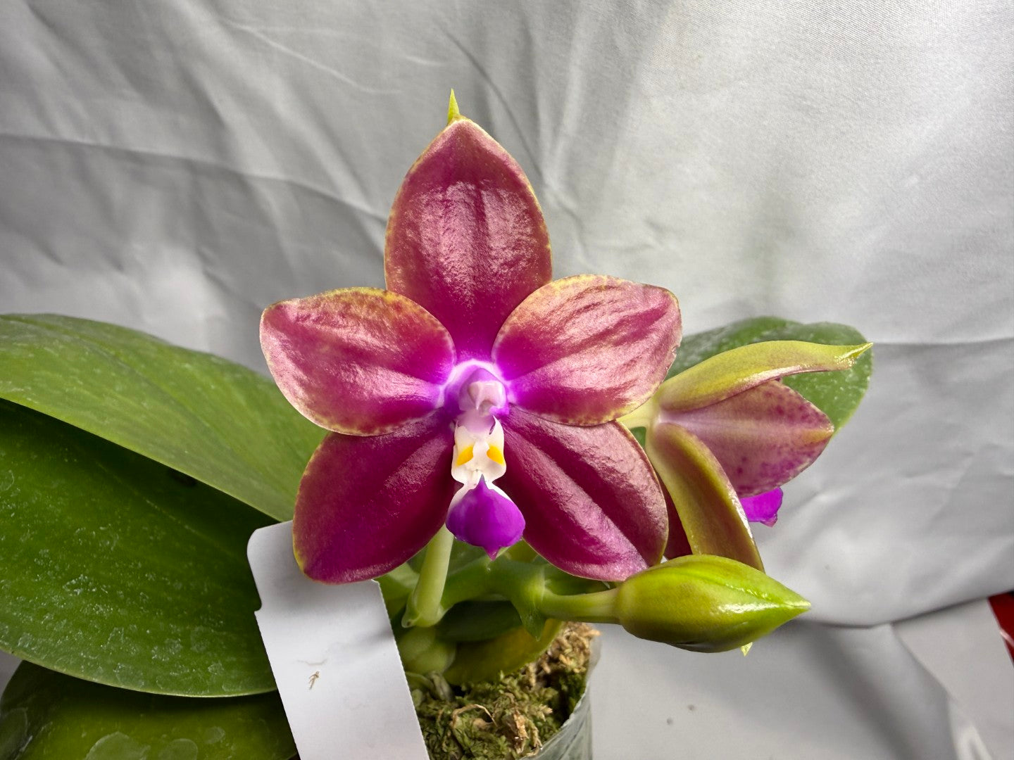 Phalaenopsis Mituo Reflex Dragon x Mituo Purple Star 260419 Flowering